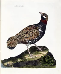 Planche zoologique (ornithologie) : Francolin (francolin noir ou francolinus francolinus). Illustration dans « L