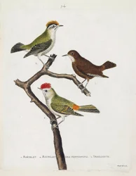 Planche zoologique (ornithologie). De haut en bas : roitelet (triple bandeau ou regulus ignicapilla), troglodyte (troglodyte mignon ou troglodytes troglodytes) et roitelet des hottentots (roitelet à couronne rubis) sur une branche. Illustration dans « L