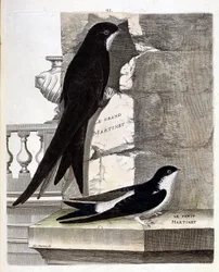 Planche zoologique (ornithologie) : martinet noir (Apus apus) et hirondelle de fenêtre (Delichon urbicum). Illustration dans « L