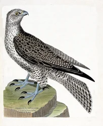 Carte zoologique (ornithologie) : gerfaut islandais (faucon gerfaut ou falco rusticolus). Illustration dans « L
