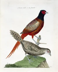 Planche zoologique (ornithologie) : Faisan mâle et femelle (faisan colchide ou Phasianus colchicus). Illustration dans « L