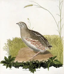 Planche zoologique (ornithologie) : Caille mâle (caille des blés ou coturnix coturnix). Illustration dans « L