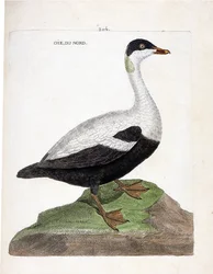 Carte zoologique (ornithologie) : eider à duvet (somateria mollissima). Illustration dans « L