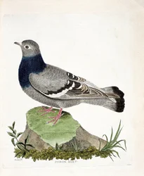 Planche zoologique (ornithologie) : Pigeon biset (Columba livia). Illustration dans « L