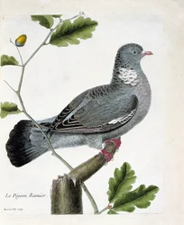 Planche zoologique (ornithologie) : Le pigeon ramier (columba palumbus) sur une branche. Illustration dans « L