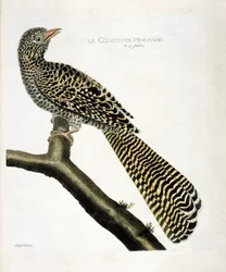 Planche zoologique (ornithologie) : Le coucou de Mindanao (koel cuckoo ou Eudynamys scolopacea) sur une branche. Illustration dans « L