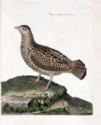 Planche zoologique (ornithologie) : la francoline femelle (francolin noir ou Francolinus francolinus). Illustration dans « L