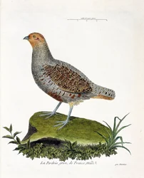 Planche zoologique (ornithologie) : la perdrix grise de France, mâle (perdrix grise ou perdrix). Illustration dans « L