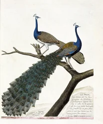 Planche zoologique (ornithologie) : le paon (paon bleu ou Pavo cristatus). Illustration dans « L