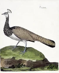 Planche zoologique (ornithologie): le paon (paon bleu ou Pavo cristatus). Illustration dans 