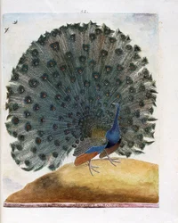 Planche zoologique (ornithologie): le paon fait la roue (paon bleu ou Pavo cristatus). Illustration dans «L