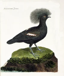 Planche zoologique (ornithologie) : Le faisan d