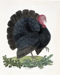 Planche zoologique (ornithologie) : Dinde (dinde domestique ou Melaeagris gallopavo). Illustration dans « L