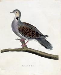 Planche zoologique (ornithologie) : Tourterelle des bois (tourterelle des bois ou streptopelia turtur) sur une branche. Illustration dans « L