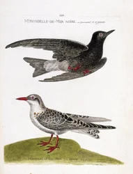 Tableau zoologique (ornithologie) : hirondelle de mer noire (chlidonias niger) en vol et hirondelle de mer tachetée (chlidonias hybrida). Illustration dans « L