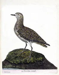 Carte zoologique (ornithologie) : casoar à casque (cassuarius cassuarius). Illustration dans « L