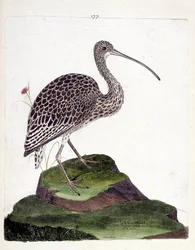 Planche zoologique (ornithologie) : Courlis (courlis cendré ou numenius arquata). Illustration dans « L