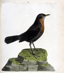 Planche zoologique (ornithologie) : femelle de merle noir (Turdus merula). Illustration dans « L