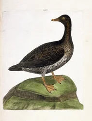 Carte zoologique (ornithologie) : eider à duvet (somateria mollissima). Illustration dans « L