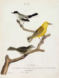 Planche zoologique (ornithologie) : figuiers. De bas en haut : la huppe (gobemoucheron de Californie ou polioptila californica), l