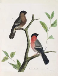 Planche zoologique (ornithologie) : de bas en haut : mâle et femelle bouvreuil (bouvreuil pivoine ou pyrrhula pyrrhula) sur une branche. Illustration dans « L