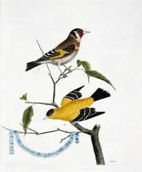 Planche zoologique (ornithologie) : de haut en bas : le chardonneret élégant (carduelis carduelis) et le chardonneret de Chine (carduelis tristis) sur une branche. Illustration dans « L