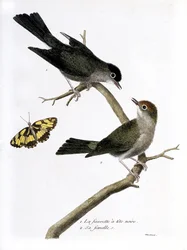 Carte zoologique (ornithologie) : de haut en bas : le faucon à tête noire et sa femelle (Sylvia atricapilla) sur une branche. Illustration dans « L