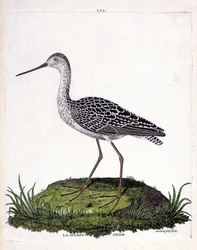 Tableau zoologique (ornithologie) : barge grise (limosa lapponica). Illustration dans « L