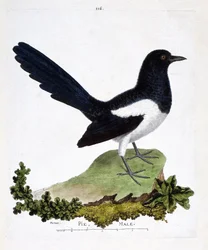 Planche zoologique (ornithologie) : la pie bavarde (pica pica). Illustration dans « L