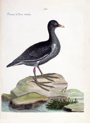 Carte zoologique (ornithologie) : gallinule poule-d