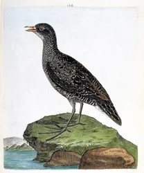Planche zoologique (ornithologie) : Marouette (marouette ponctuée ou porzana porzana). Illustration dans « L