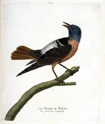 Planche zoologique (ornithologie) : le merle de roche (monticola saxatilis). Illustration dans « L