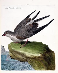 Carte zoologique (ornithologie) : glaréole à collier (glareola pratincola). Illustration dans « L