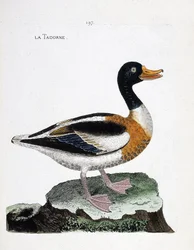 Tableau zoologique (ornithologie) : tadorne (tadorna tadorna). Illustration dans « L