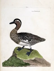 Carte zoologique (ornithologie) : sarcelle d