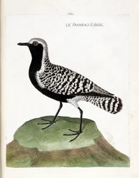Planche zoologique (ornithologie) : le pluvier argenté (pluvialis squatarola). Illustration dans « L