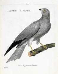 Carte zoologique (ornithologie) : busard Saint-Martin (circus cyaneus) sur une branche. Illustration dans « L