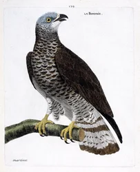 Planche zoologique (ornithologie) : la bondrée apivore (pernis apivorus) sur une branche. Illustration dans « L
