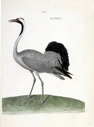 Carte zoologique (ornithologie) : grue cendrée (grus grus). Illustration dans « L