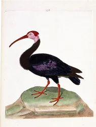 Planche zoologique (ornithologie) : Le courlis a une tête nue du cap de Bonne-Espérance (ibis du cap ou geronticus calvus). Illustration dans « L