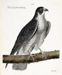 Planche zoologique (ornithologie) : le faucon pèlerin (falco peregrinus) sur une branche. Illustration dans « L