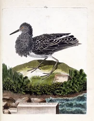 Planche zoologique (ornithologie) : le combattant ou le paon de mer mâle (combattant ou Philomachus pugnax). Illustration dans « L