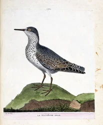 Carte zoologique (ornithologie) : bécasseau violet (calidris maritima). Illustration dans « L