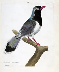 Planche zoologique (ornithologie) : la pie de la cafetière (pirolle à bec rouge ou urocissa erythrorhyncha). Illustration dans « L
