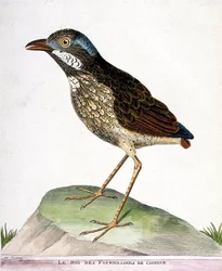 Tableau zoologique (ornithologie) : le roi des quatre-mille de Cayenne (grallaria varia). Illustration dans « L