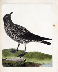 Carte zoologique (ornithologie) : labbe pomarin (stercorarius pomarinus). Illustration dans « L