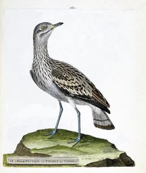 Planche zoologique (ornithologie) : l
