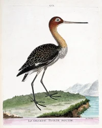 Planche zoologique (ornithologie) : la barge à queue noire (ou Limosa limosa). Illustration dans « L