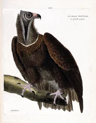 Carte zoologique (ornithologie) : vautour moine (aegipius monachus) sur une branche. Illustration dans « L
