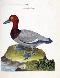 Carte zoologique (ornithologie) : le mâle millouin (fuligule milouin ou Aythya ferina). Illustration dans « L